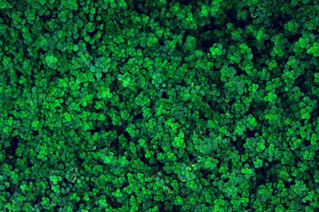 Foliage of tropical leaf texture, abstract pattern nature background.の写真素材