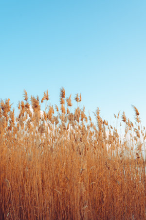 A tranquil winter sunset lake with reed flowers are in bloom. bright colorsの写真素材