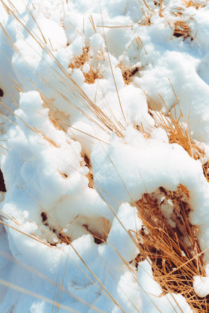 beautiful winter day. snowy landscape