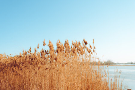 A tranquil winter sunset lake with reed flowers are in bloom. bright colors
