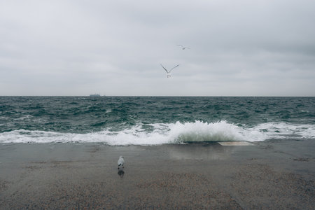 Sea coast with seagulls. beautiful storm landscape