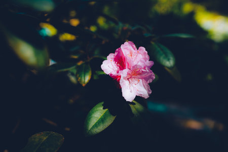 Beautiful colorful texture. natural background. botanical gardenの写真素材