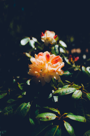 Beautiful colorful texture. natural background. botanical garden
