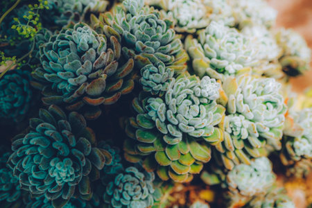 Beautiful green succulent. natural backgroundの写真素材