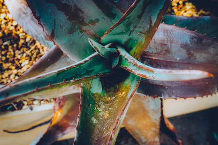 Closeup agave cactus, abstract natural pattern background and texturesの写真素材