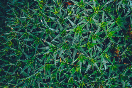 natural leaves green background. beautiful green patternの写真素材