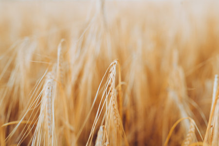 wheatfield. Ears of golden wheat closeup. Sunset time, harvest conceptの写真素材