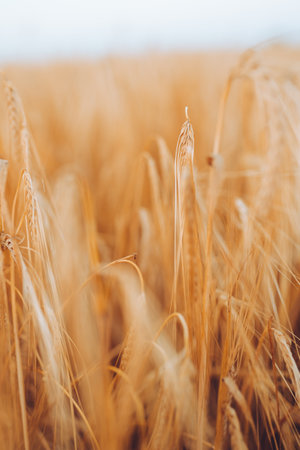 wheatfield. Ears of golden wheat closeup. Sunset time, harvest concept