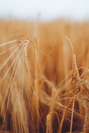 wheatfield. Ears of golden wheat closeup. Sunset time, harvest conceptの写真素材