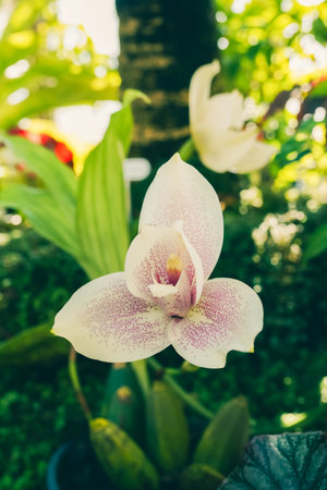 beautiful blooming flowers in botanical garden