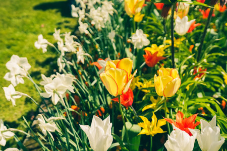 beautiful blooming flowers in botanical garden