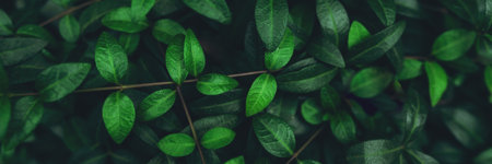 Green plant foliage nature background, top view banner. Fresh garden abstract foliage.の写真素材