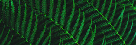 Green plant foliage nature background, top view banner. Fresh garden abstract foliage.