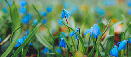 Beautiful springtime closeup of blooming bright blue Siberian Squill flowers in garden.の写真素材