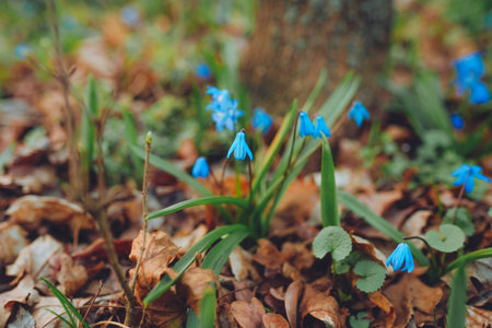 Beautiful springtime closeup of blooming bright blue Siberian Squill flowers in garden.の写真素材