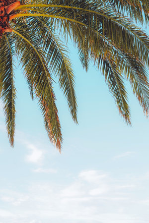 Tropical palm tree againt blue sky, copy spaceの写真素材