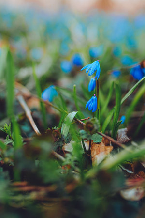 Beautiful springtime closeup of blooming bright blue Siberian Squill flowers in garden.の写真素材