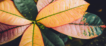 Green plant foliage nature background, side view banner. Fresh garden abstract foliage.の写真素材