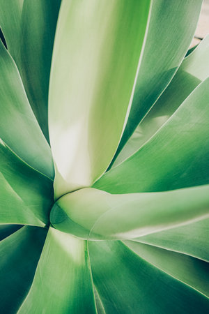 Close up top view of blue aloe plant. Abstract shapes and lines of succulent leavesの写真素材