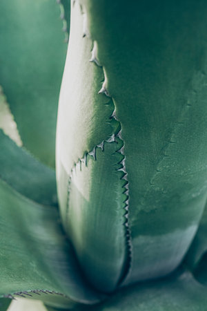 Close up top view of blue aloe plant. Abstract shapes and lines of succulent leavesの写真素材
