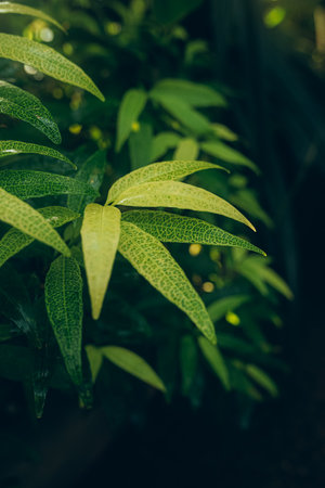 green leaf background. Abstract natural floral background. selective focus, macro. flowing lines of leavesの写真素材