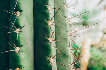 Close up of a spiky needled cactus.の写真素材