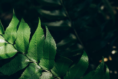 green leaf background. Abstract natural floral background. selective focus, macro. flowing lines of...