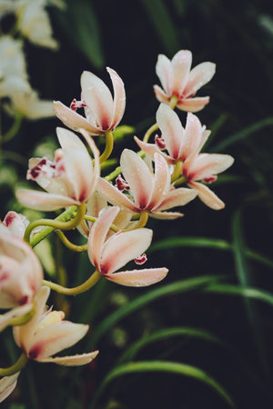 Branch of orchids (Ophrys Cymbidium). Beautiful flowers in botanical garden.の写真素材