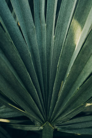 green leaf background. Abstract natural floral background. selective focus, macro. flowing lines of leavesの写真素材