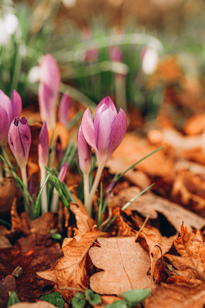 Close up view of the spring flowers in the park.の写真素材