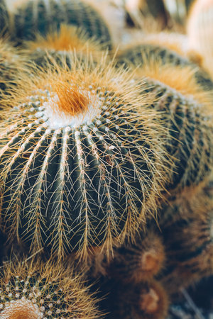 Beautiful cactuses and succulents in botanical garden.の写真素材