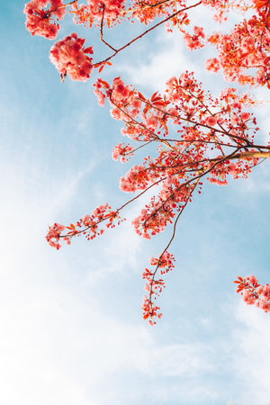 Branches of blossoming cherry on gentle light blue sky background in sunlight. Beautiful floral image of spring nature.の写真素材