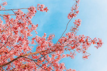 Branches of blossoming cherry on gentle light blue sky background in sunlight. Beautiful floral...