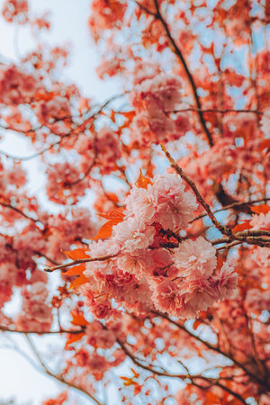 Branches of blossoming cherry on gentle light blue sky background in sunlight. Beautiful floral image of spring nature.の写真素材