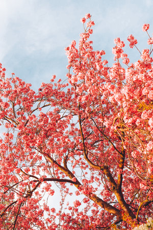Branches of blossoming cherry on gentle light blue sky background in sunlight. Beautiful floral image of spring nature.の写真素材