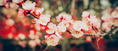 Branches of blossoming cherry. Beautiful floral image of spring nature.の写真素材
