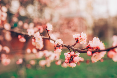 Branches of blossoming cherry. Beautiful floral image of spring nature.の写真素材
