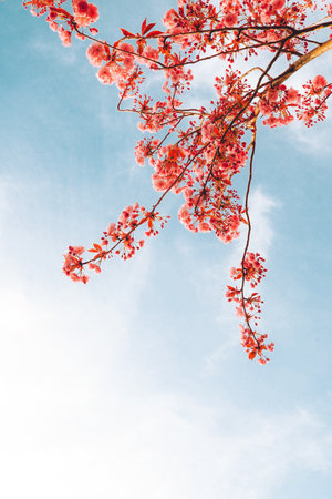 Branches of blossoming cherry on gentle light blue sky background in sunlight. Beautiful floral image of spring nature.の写真素材