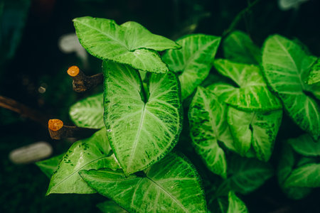 green leaf background. Abstract natural floral background. selective focus, macro. flowing lines of leavesの写真素材