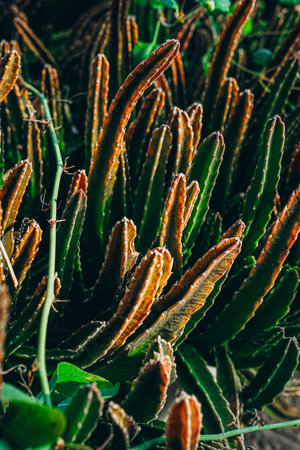Close up of a spiky needled cactus.の写真素材