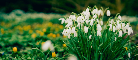 Close-up image of the spring flowering white, Snowdrop flowers also known as Galanthus nivalis.の写真素材