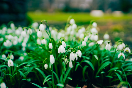 Close-up image of the spring flowering white, Snowdrop flowers also known as Galanthus nivalis.の写真素材