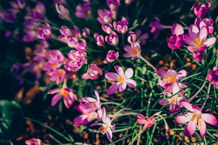 Purple crocus flowers in spring. High quality photo. Beautiful violet backgroung with flowers.の写真素材