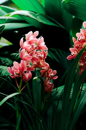 Beautiful orchid flowers in botanical garden.の写真素材