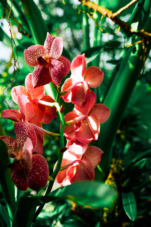 Beautiful orchid flowers in botanical garden.