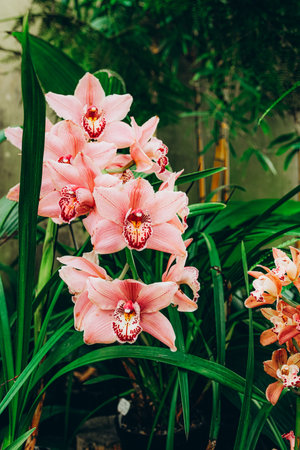 Beautiful orchid flowers in botanical garden.