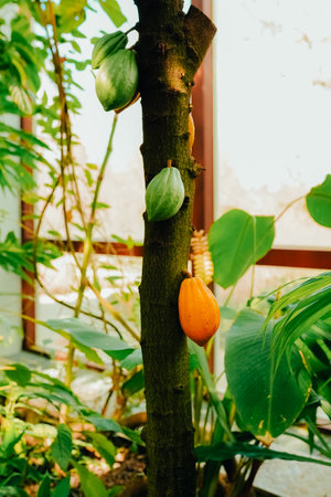 Cacao Tree (Theobroma cacao). Cacao harvesting theme. Orange color cocoa pods hanging on tree.の写真素材