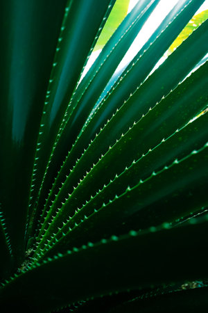 Close up of dark green succulent leaves. beautiful natural pattern.の写真素材