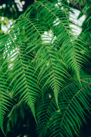 Perfect natural young fern leaves background.の写真素材