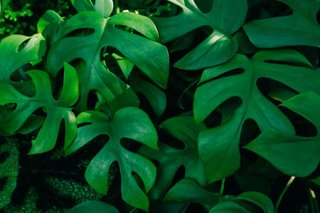 Large green monstera leaves on a dark background.の写真素材